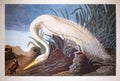 Illustration of a Common egret Ardea alba